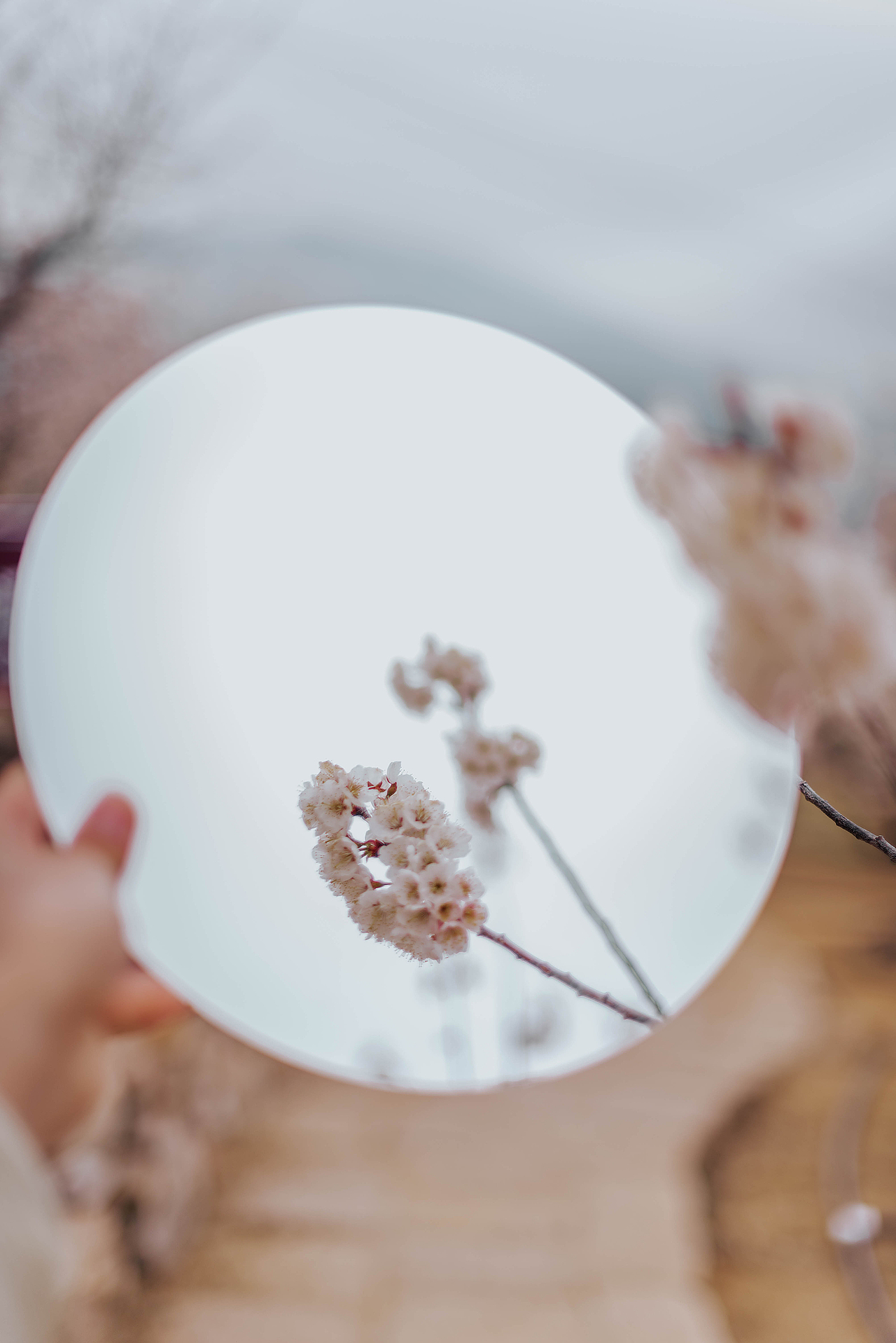 青岛樱花季摄影（图ZMzM1MTM1NzY0） - 人像摄影 - 站酷设计师沐风视觉原创素材 - 站酷ZCOOL