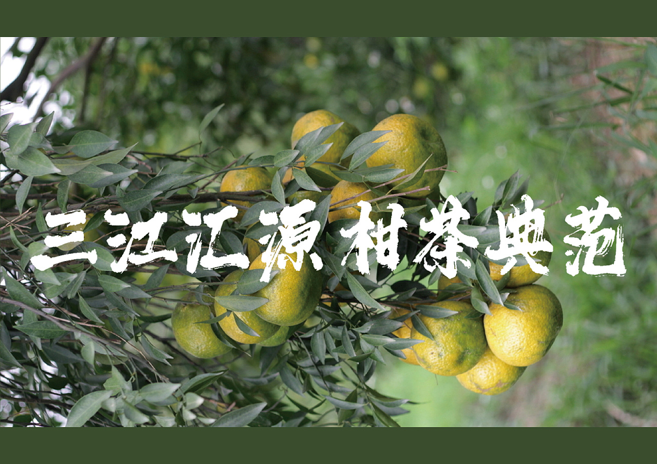 茶枝柑品牌logo+VI