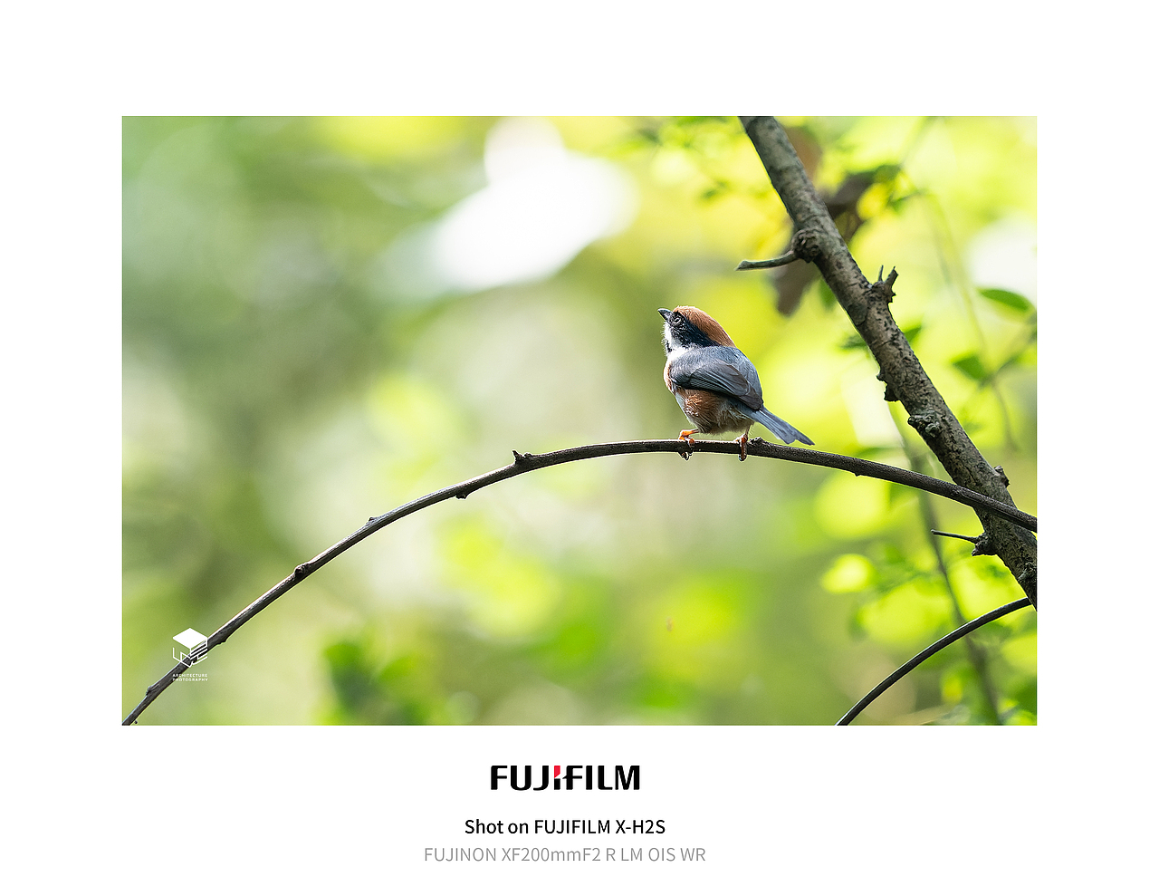 城市自然生态|鸟类(多图)