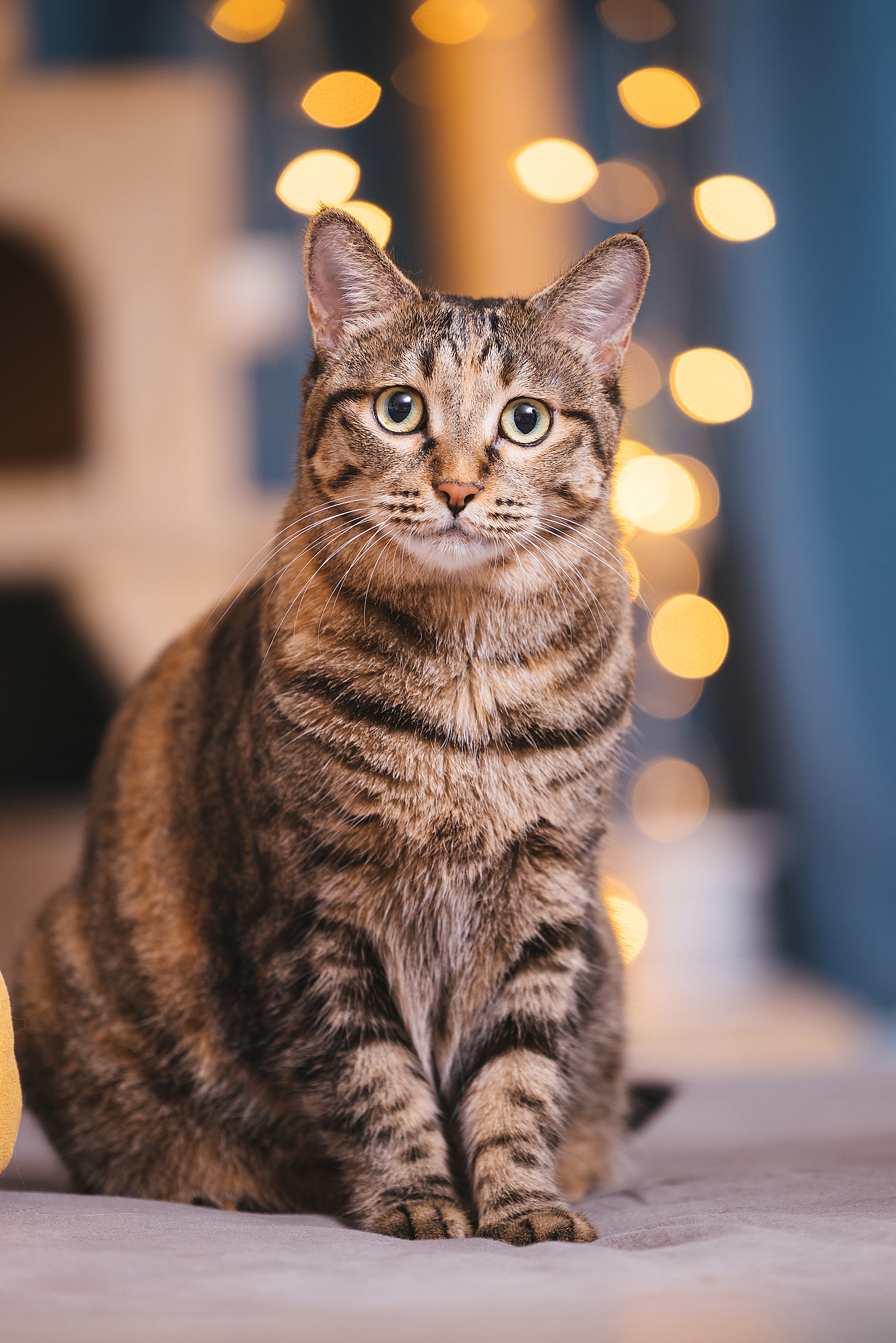 猫的私房 第六季