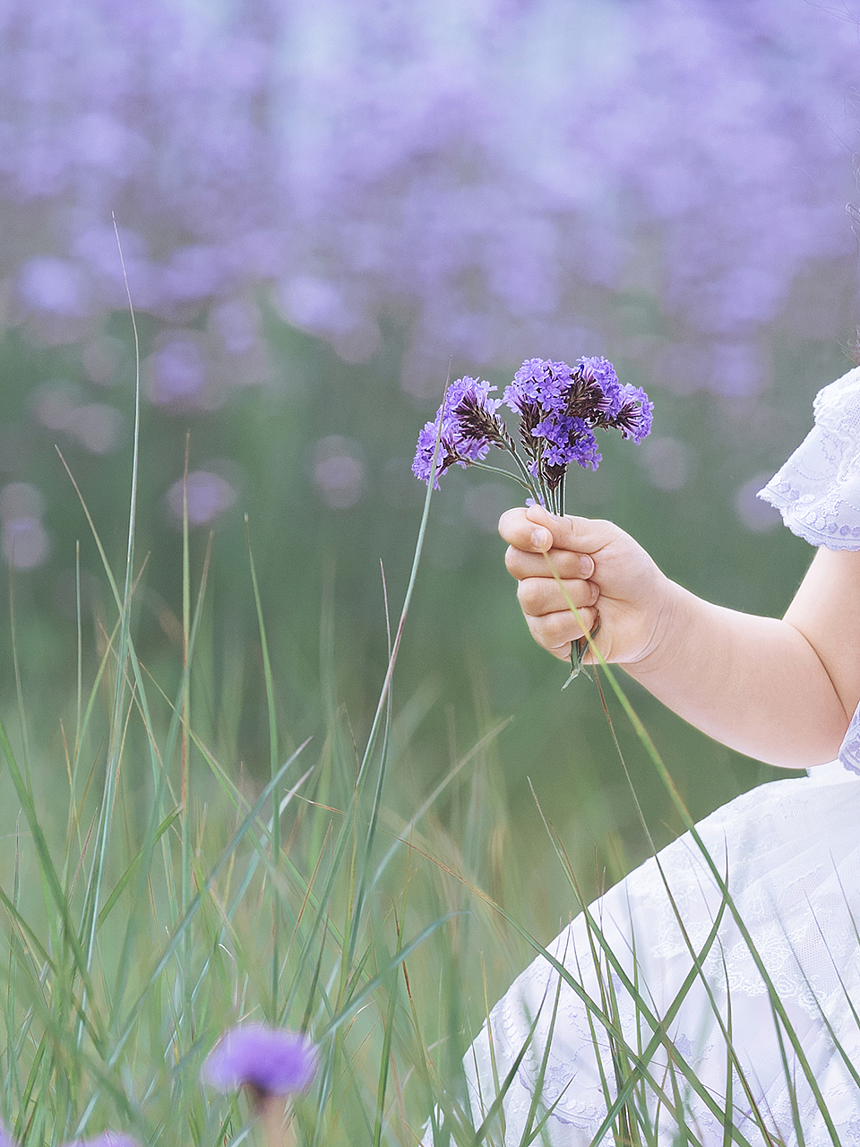 紫色的不一定是薰衣草