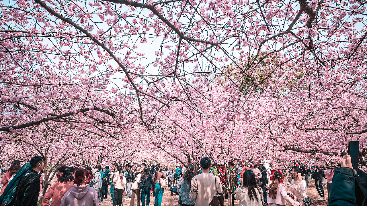 植物园。樱花。早樱