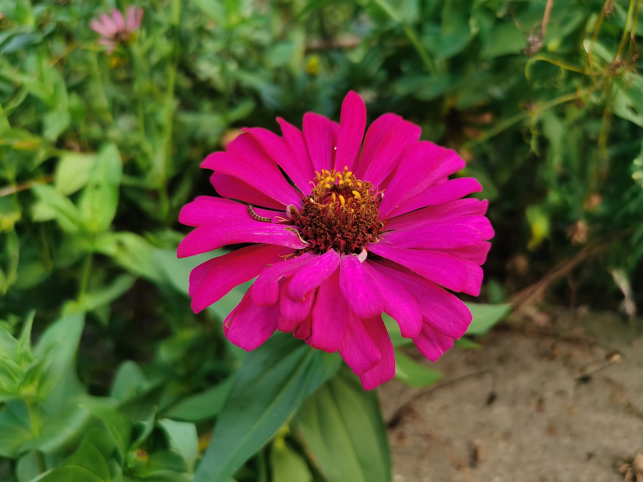 野外采集（图ZMzIwMDc4OTYw） - 风光摄影 - 站酷设计师Z13498151原创素材 - 站酷ZCOOL