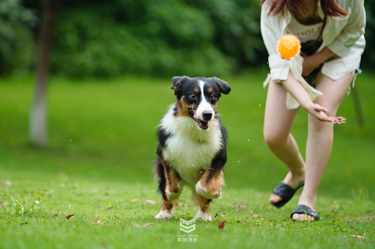 邊牧寵物攝影（圖ZMzQzMDEyNjA4） - 寵物攝影 - 站酷設(shè)計師小樣攝影原創(chuàng)素材 - 站酷ZCOOL