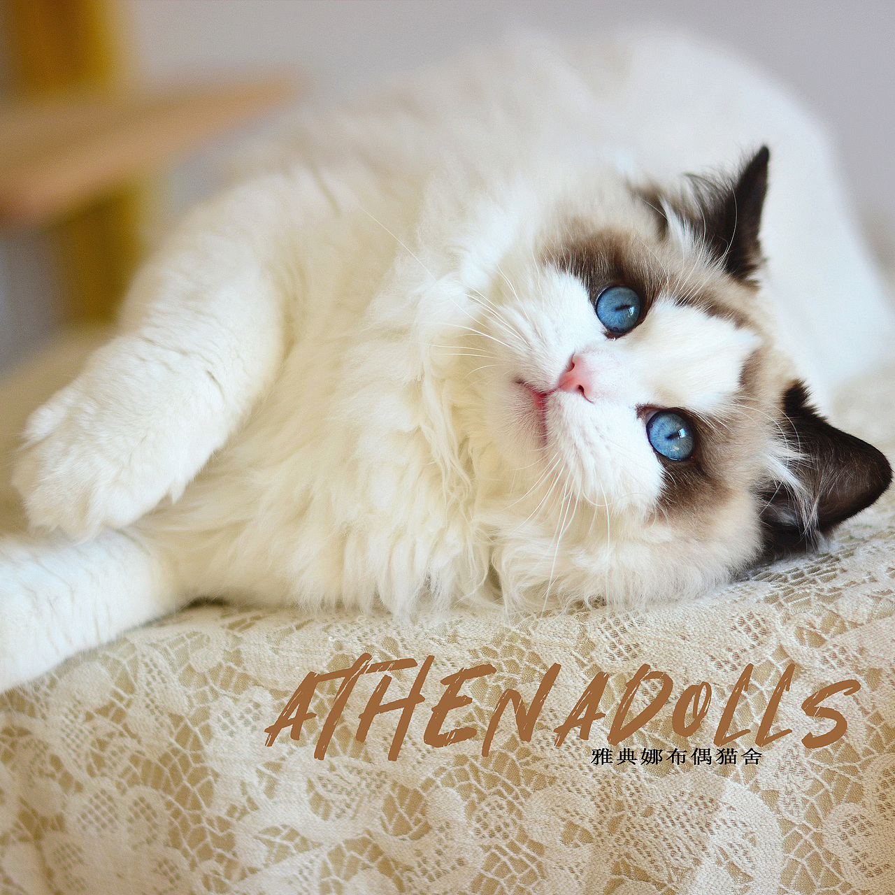 躺着撒娇的布偶猫（图ZMjk5NjExMTYw） - 宠物摄影 - 站酷设计师ATHENADOLLS原创素材 - 站酷ZCOOL