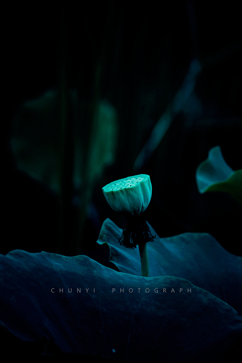 【2008-2019十年拍荷精选99幅 / 荷有四季，常乐我净】（图ZMjk4MzU1OTUy） - 时尚/艺术摄影 - 站酷设计师Chunyi纯一原创素材 - 站酷ZCOOL