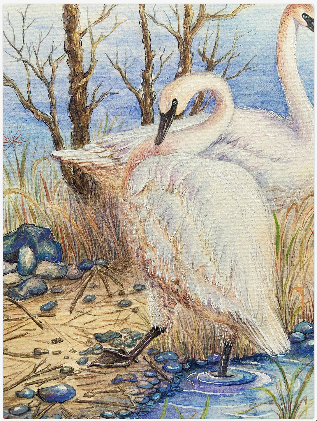 水彩 天鹅湖（图ZMzMyMjAyMjY0） - 创作习作 - 站酷设计师吹暖风的猫原创素材 - 站酷ZCOOL