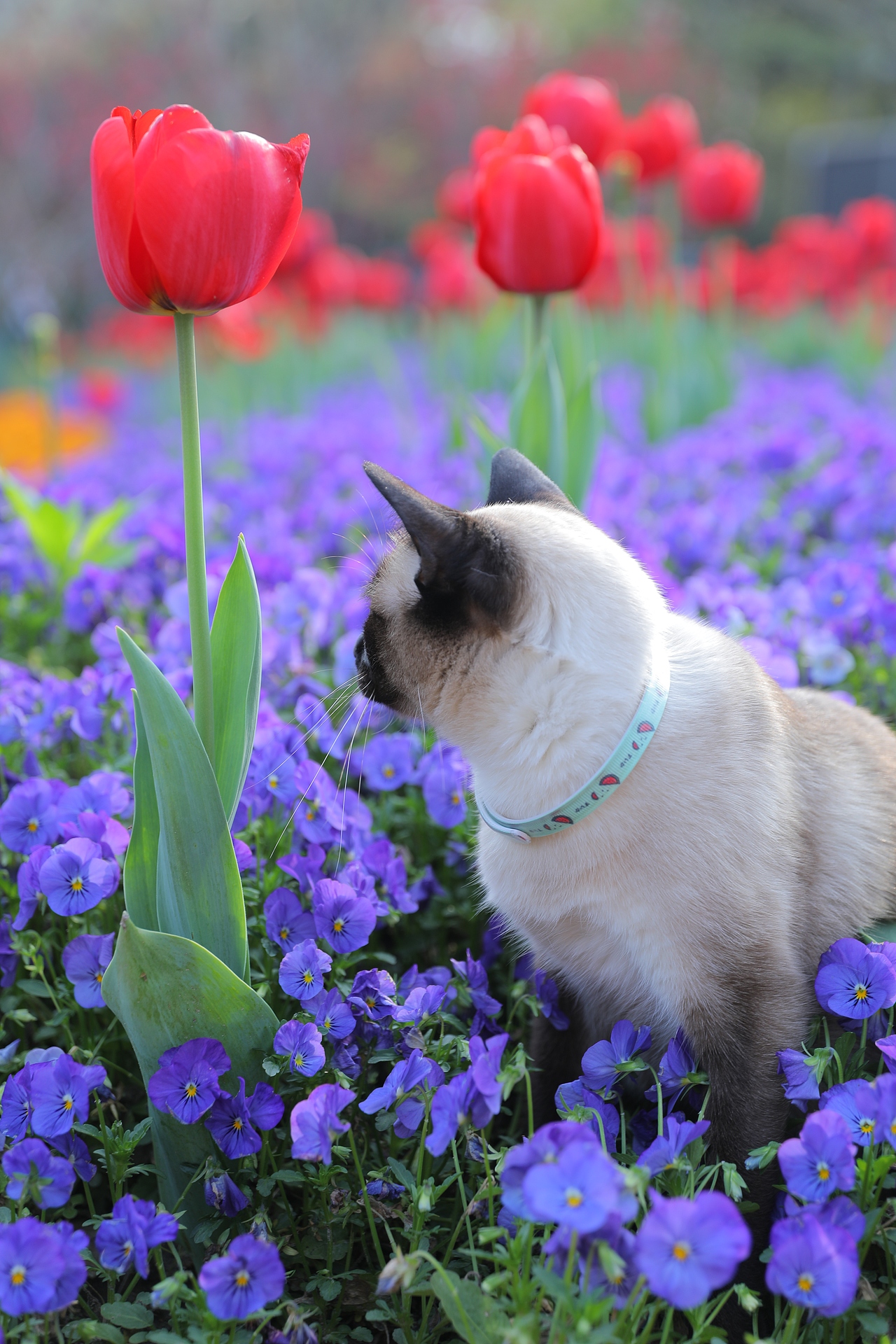 原创/摄影/宠物摄影