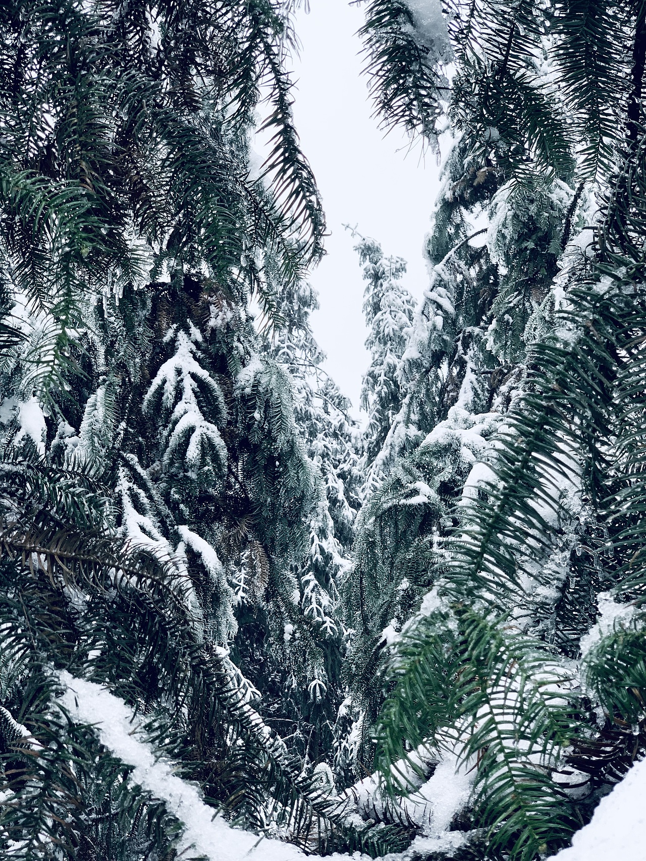 我眼中的冰雪世界（图ZMzI4NjEzMjk2） - 风光摄影 - 站酷设计师欧进辉原创素材 - 站酷ZCOOL