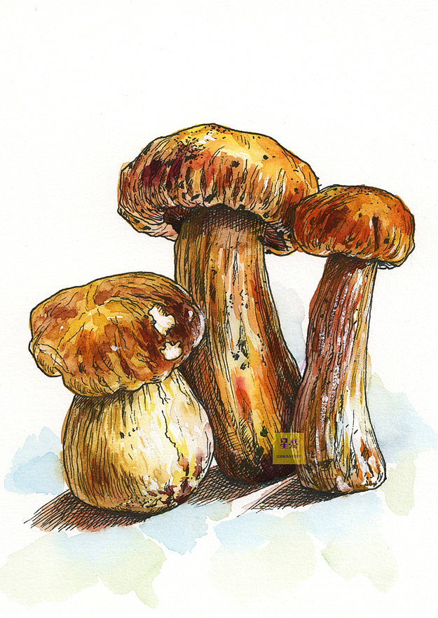 线描插画牛肝菌详细步骤