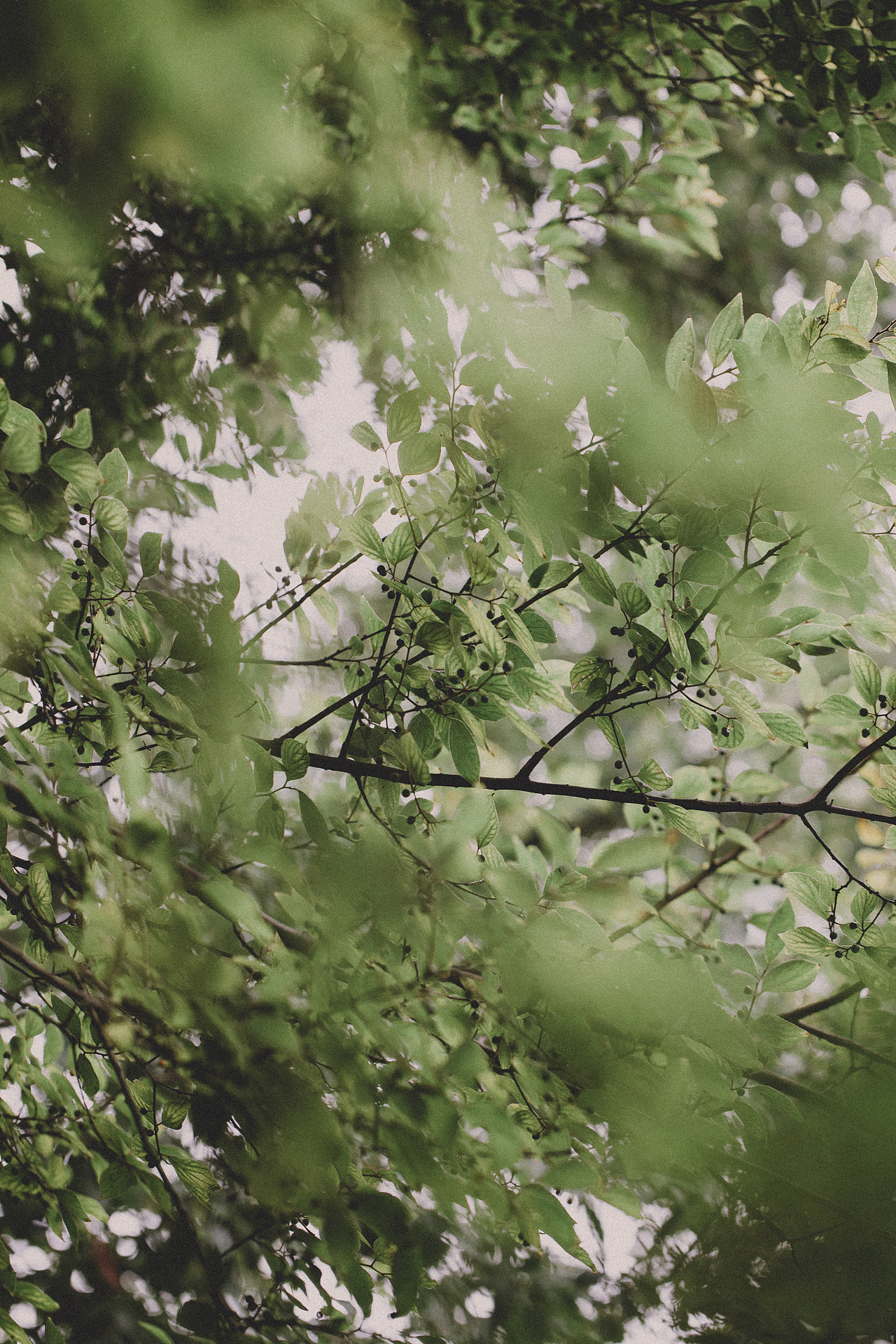 植物的夏天（图ZMzA5NDU5OTg0） - 风光摄影 - 站酷设计师贺班永合原创素材 - 站酷ZCOOL