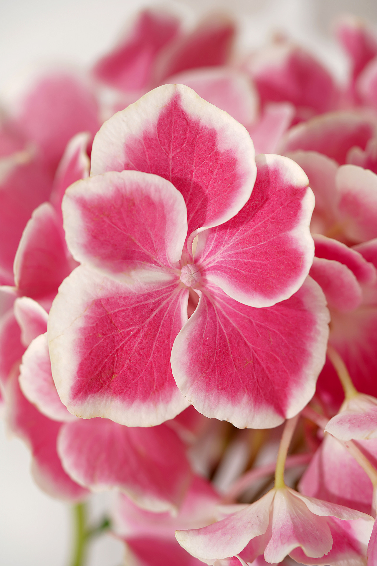 花之素材拍摄素材（图ZMzY2OTE3NDg0） - 产品摄影 - 站酷设计师乱发艺术家原创素材 - 站酷ZCOOL