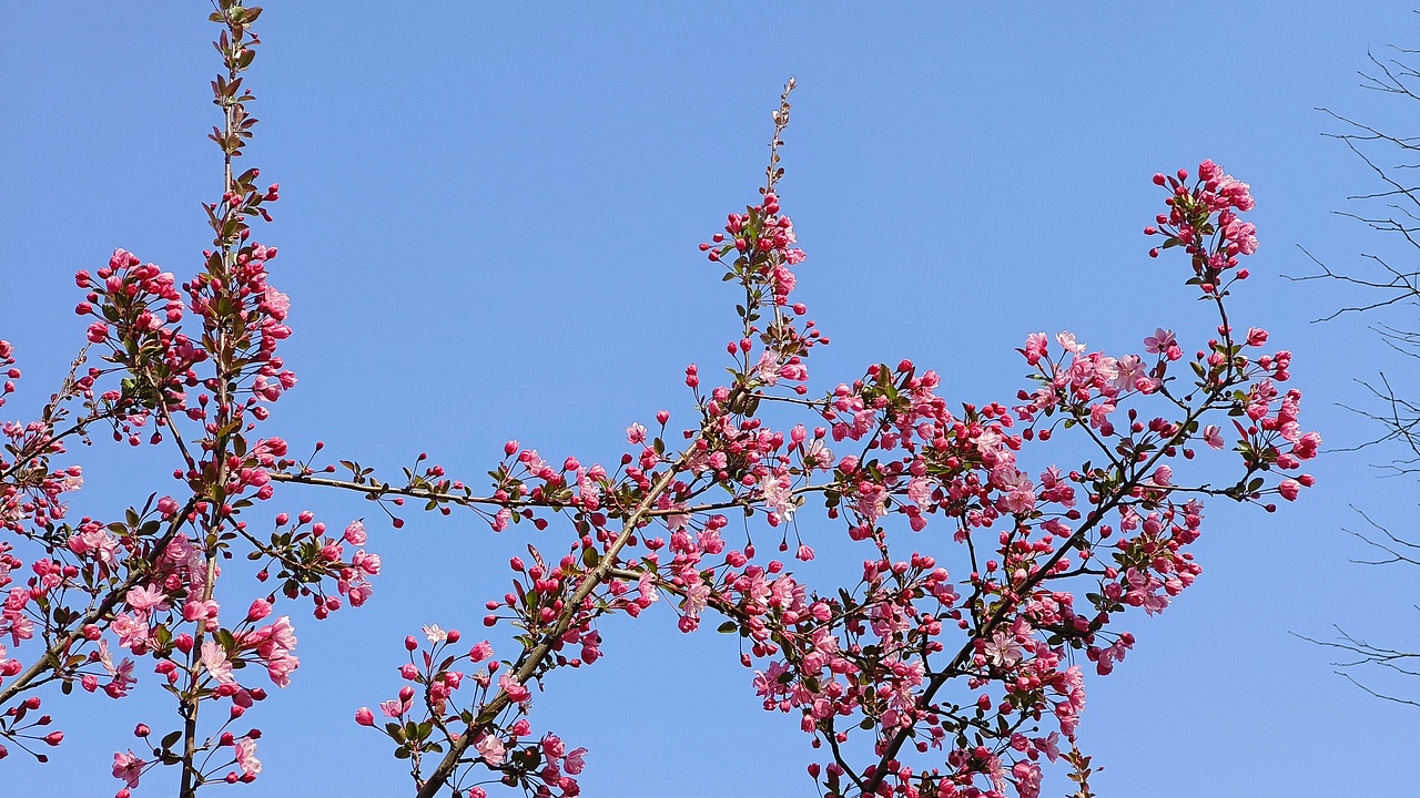 省耕公园--海棠花