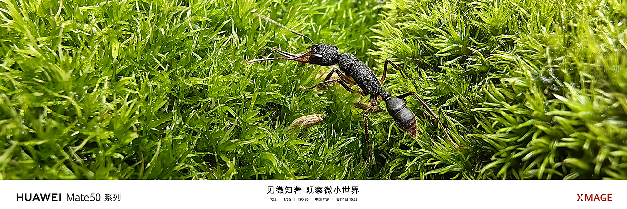 华为 Mate 50 系列及全场景新品秋季发布会