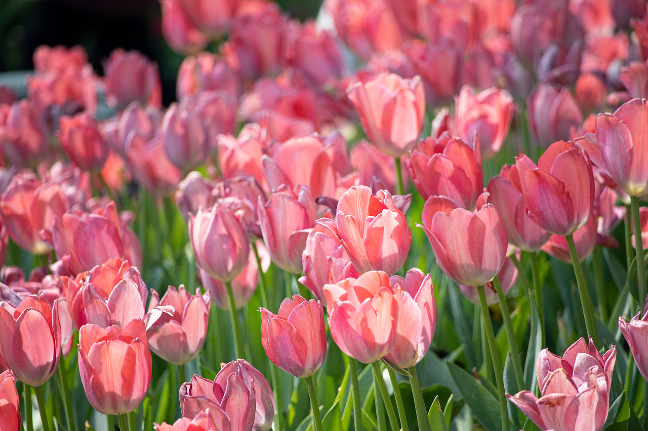 植物（图ZMzMyODQyODIw） - 风光摄影 - 站酷设计师千柚橘原创素材 - 站酷ZCOOL