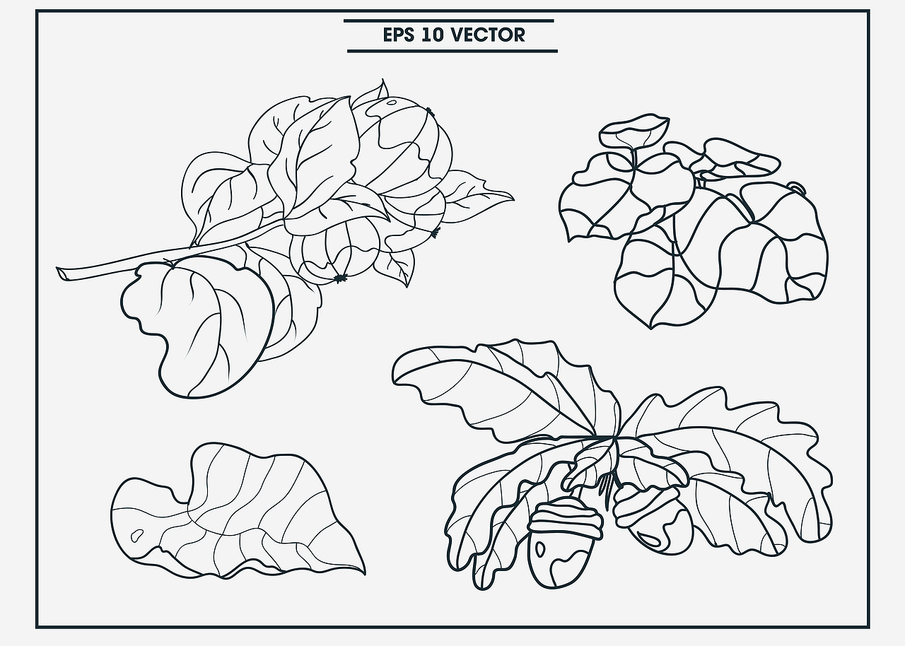 花卉及植物 / Botanical illustrations