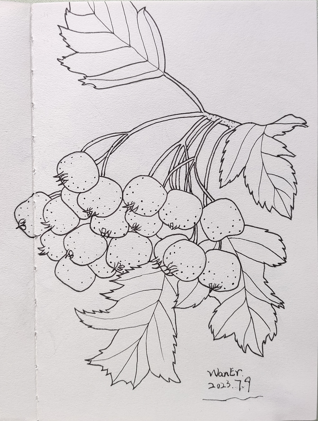 果子手绘线稿练习（图ZMzQ2MTE5Nzk2） - 创作习作 - 站酷设计师莞尔WanEr原创素材 - 站酷ZCOOL