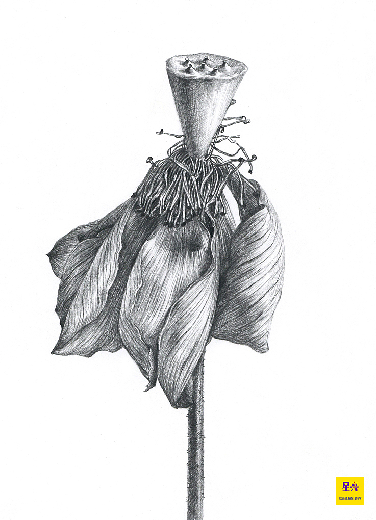 素描花卉枯荷绘画步骤