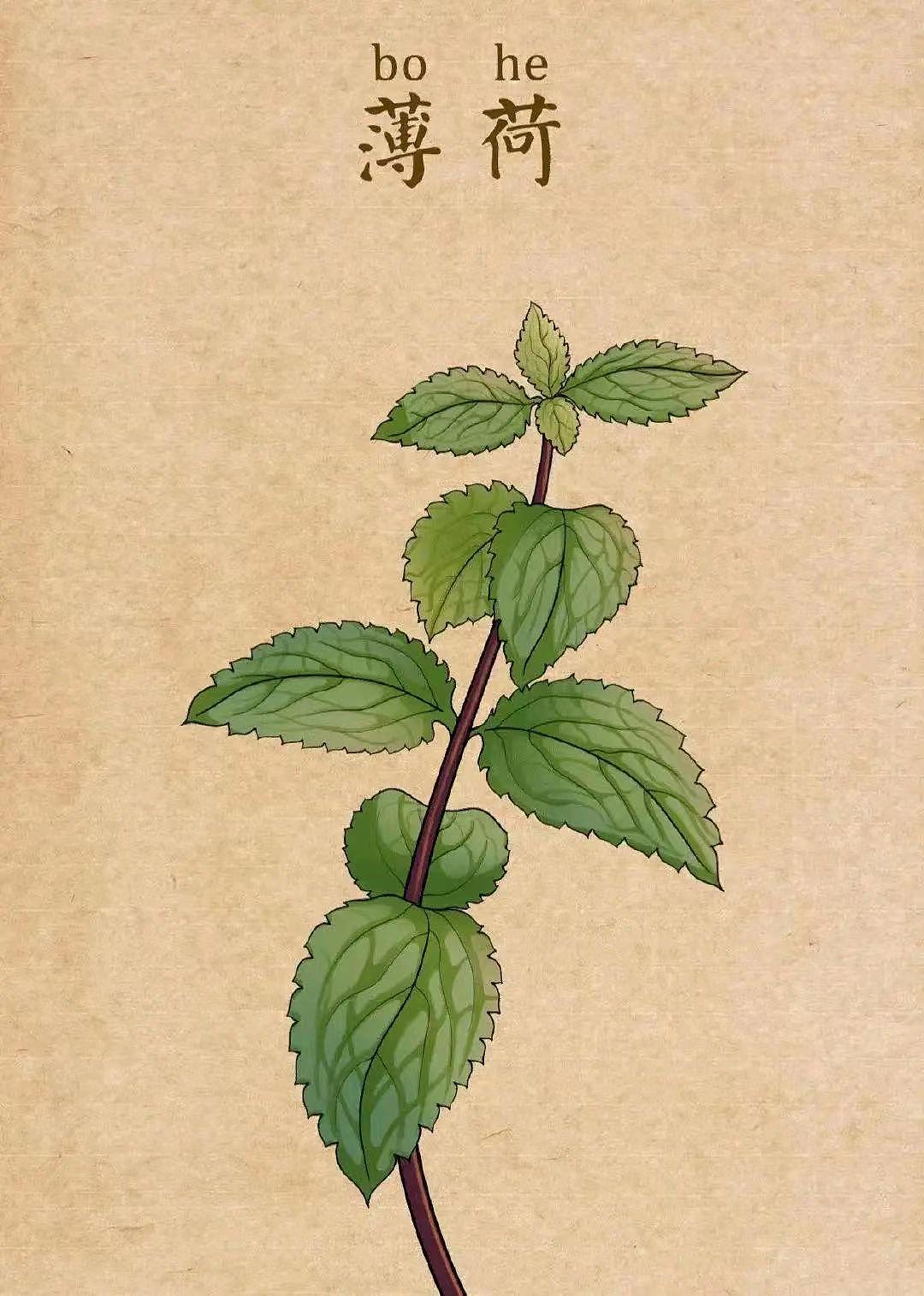 中药插画（图ZMzQ1MDUwNjgw） - 艺术插画 - 站酷设计师龙龍Wsl原创素材 - 站酷ZCOOL