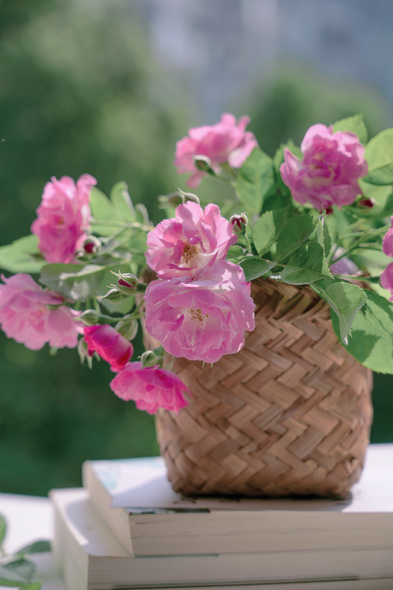 蔷薇花（图ZMzQyMzY5ODY0） - 其他摄影 - 站酷设计师小麦芽MY原创素材 - 站酷ZCOOL