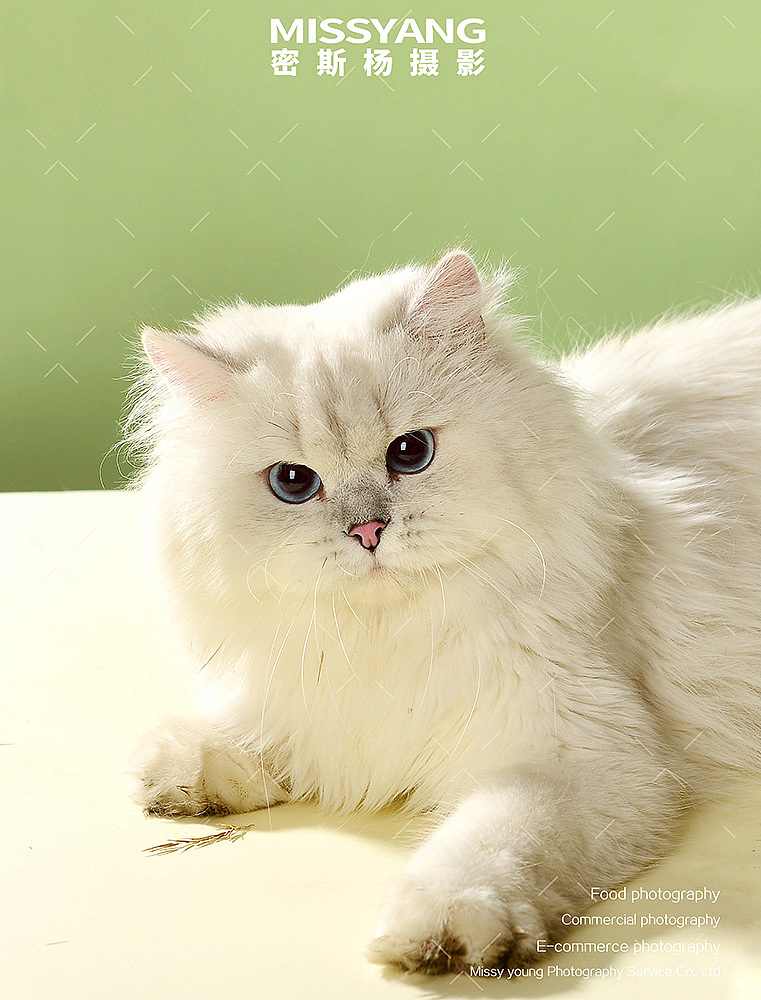 宠物食品冻干猫粮|美食摄影|电商产品拍摄×郑州密斯杨