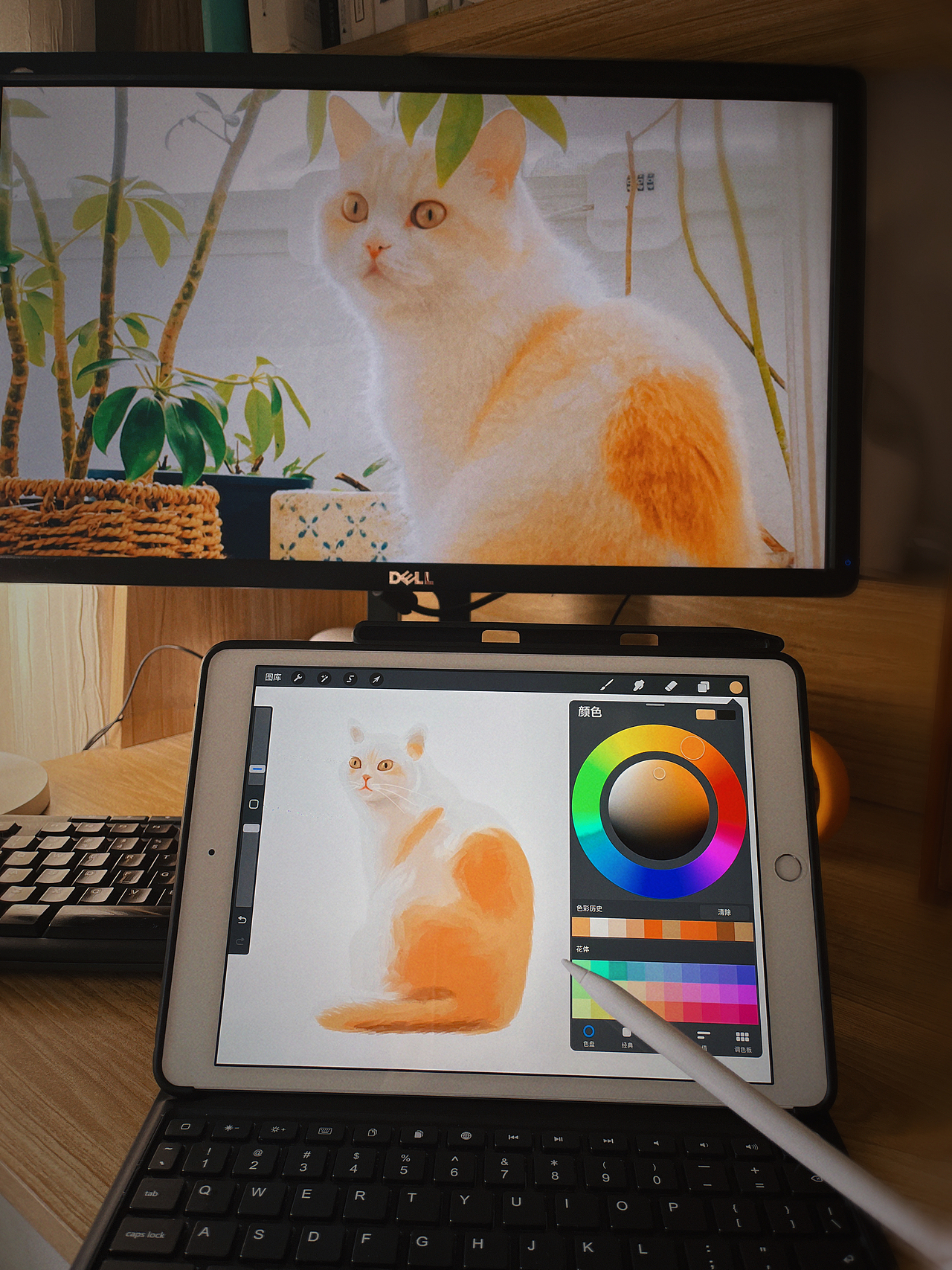 宠物手绘插画 - 【一只橘猫】