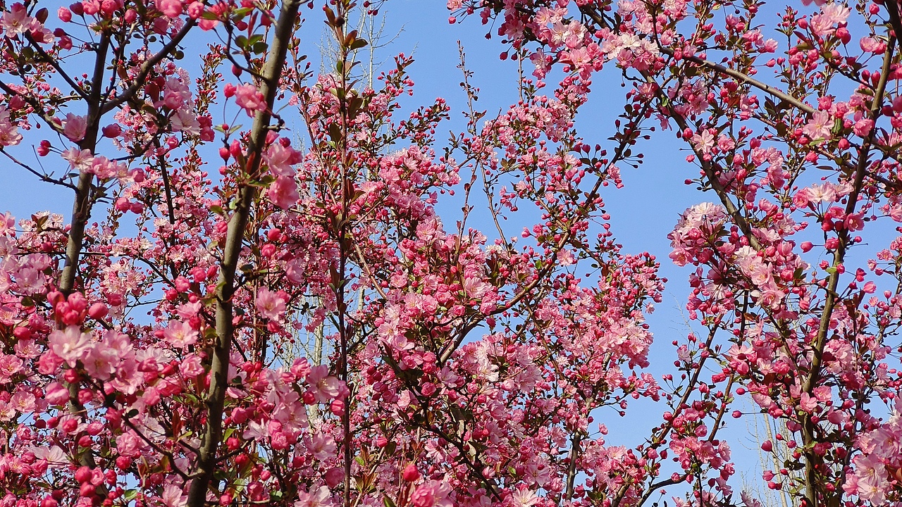 省耕公园--海棠花