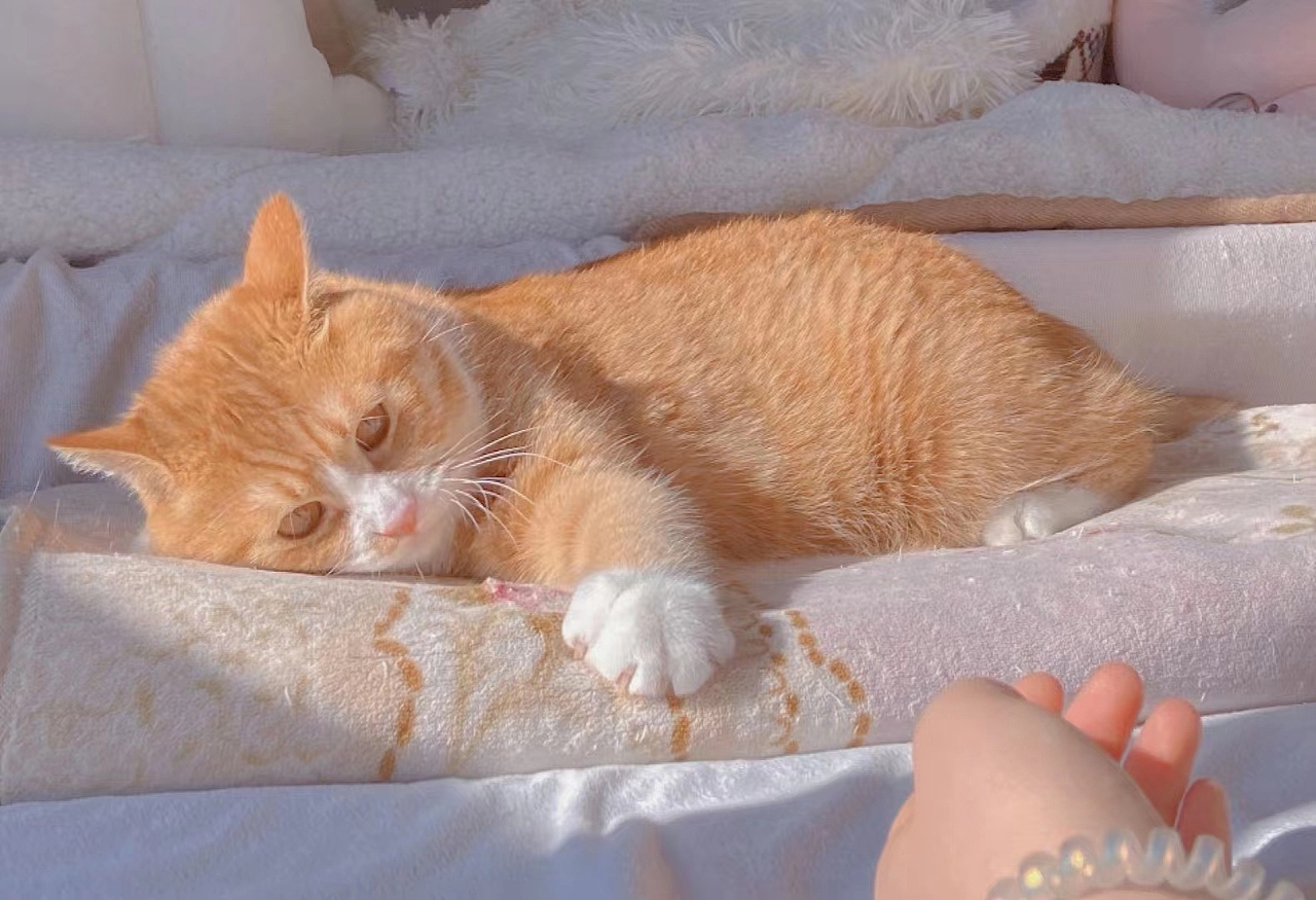 她的陪伴（图ZMzExNzQ3NDcy） - 宠物摄影 - 站酷设计师小眼艺术原创素材 - 站酷ZCOOL