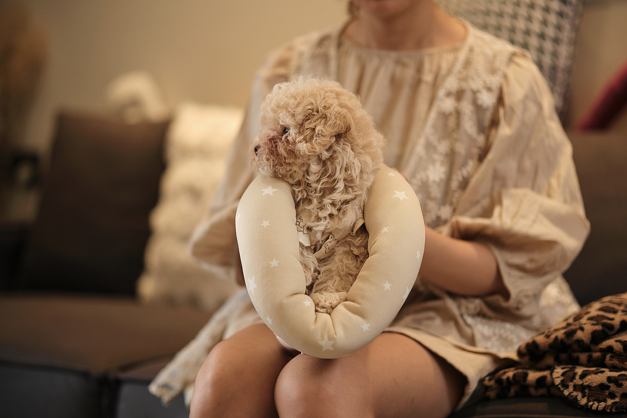 马尔济斯大奶狗