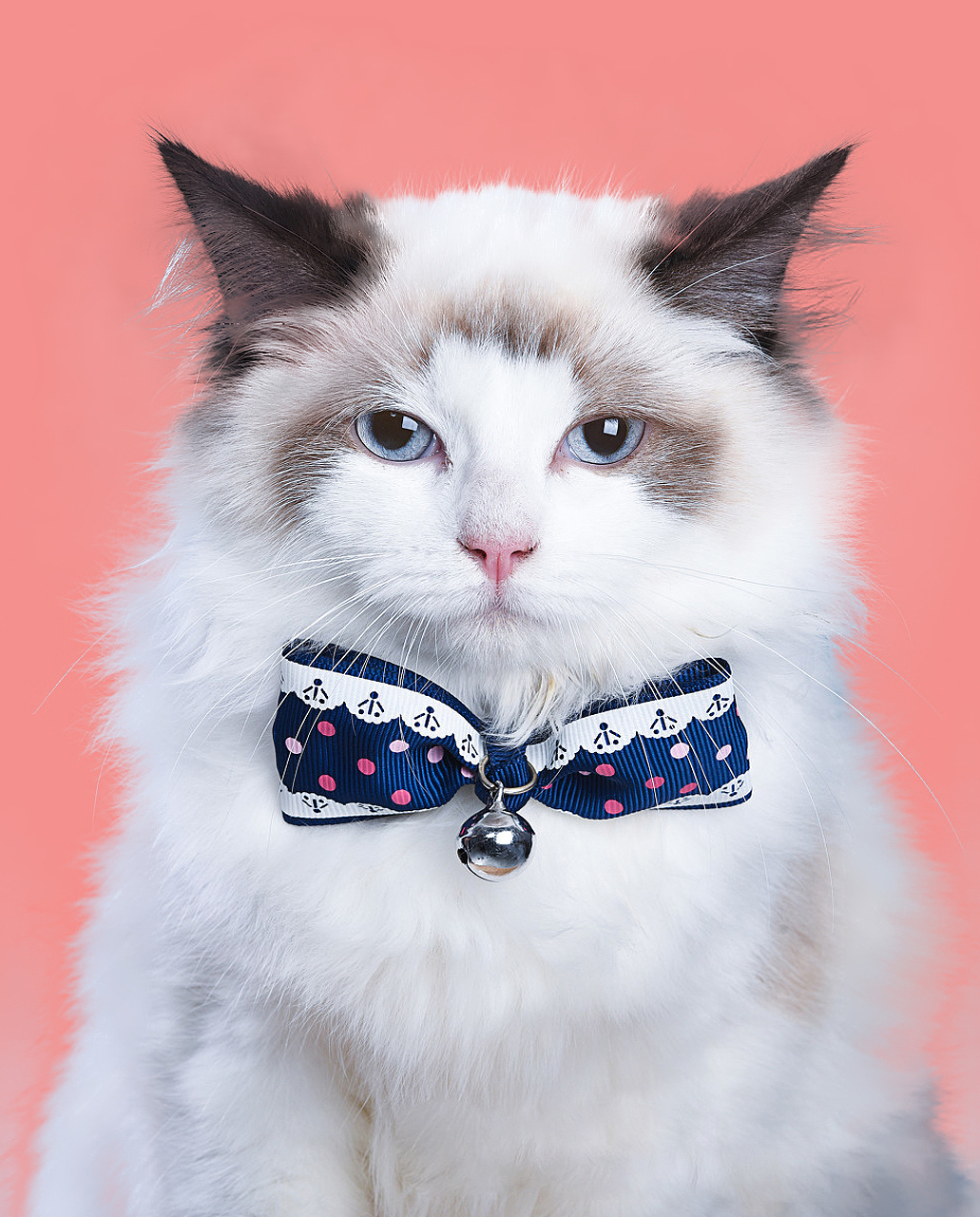 想摳貓貓的毛發(fā)很困難？看這里！（圖ZMzU5MzQwNzQ0） - 其他平面 - 站酷設(shè)計(jì)師XKaren原創(chuàng)素材 - 站酷ZCOOL