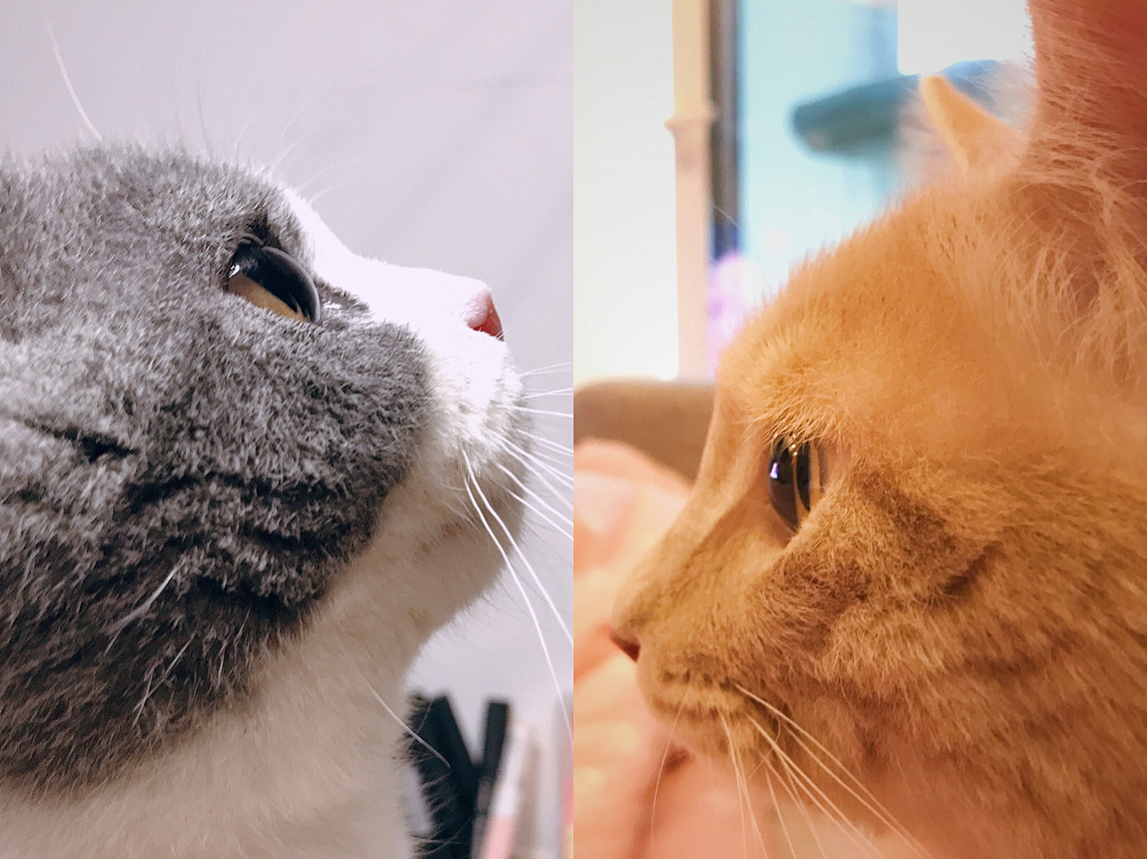 生活里的可爱们（图ZMzIxNTc3OTM2） - 宠物摄影 - 站酷设计师珍瑞弛5570原创素材 - 站酷ZCOOL