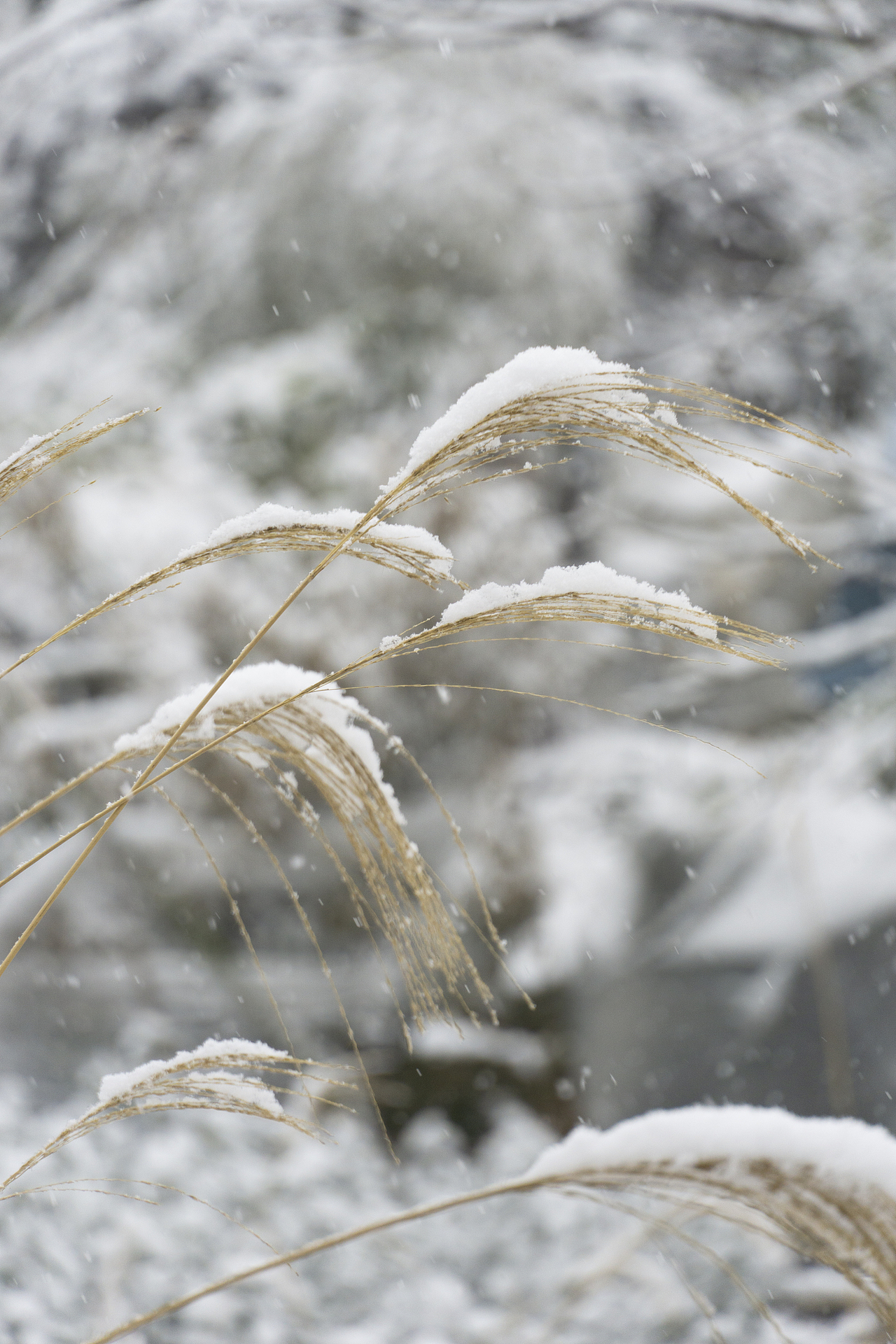 大雪已至，万事胜意（图ZMzYwNjkwNTEy） - 风光摄影 - 站酷设计师程小灰啊原创素材 - 站酷ZCOOL
