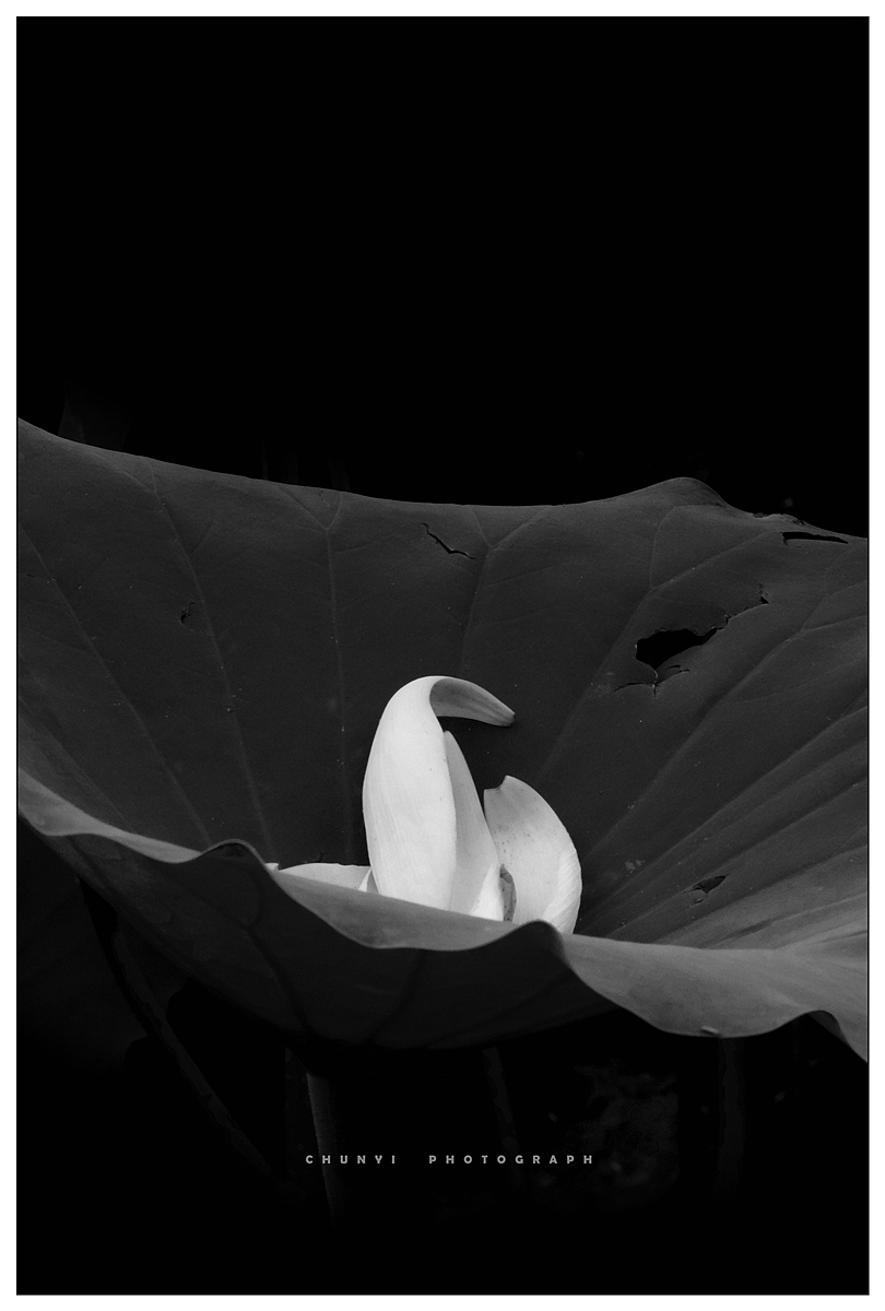 【2020年 / 第12年拍荷 / 荷有四季，常乐我净】（图ZMjk4MzUyNTI0） - 时尚/艺术摄影 - 站酷设计师Chunyi纯一原创素材 - 站酷ZCOOL