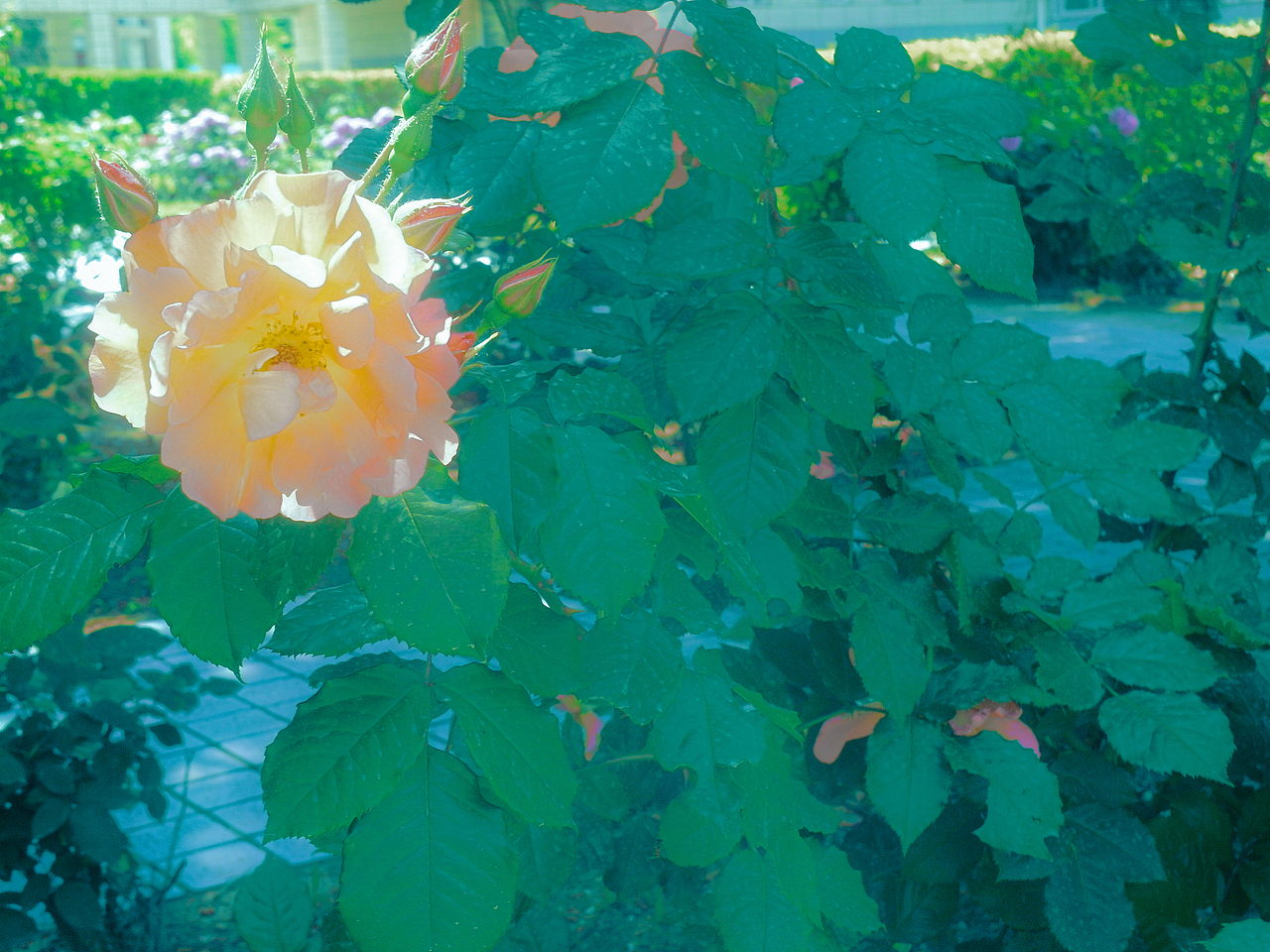 夏天回忆录（图ZMzUzMDU3MDI4） - 风光摄影 - 站酷设计师茶淡淡香原创素材 - 站酷ZCOOL