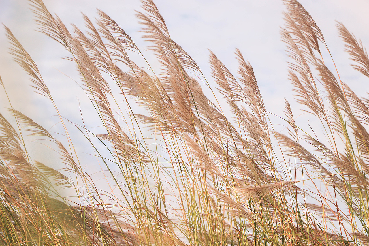 秋日芦苇（图ZMzM3OTg1NzIw） - 风光摄影 - 站酷设计师林二三_原创素材 - 站酷ZCOOL