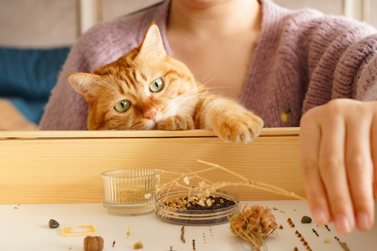 植物美学工作室-安与植