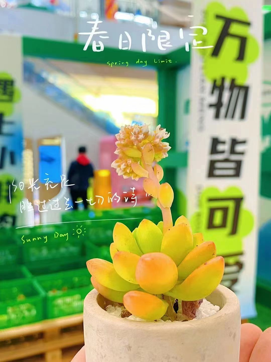 旭輝商業(yè)中心中庭春日多肉DP點(diǎn)打造/中庭DP點(diǎn)設(shè)計(jì)（圖ZMzM2Nzk3OTg4） - 其他三維 - 站酷設(shè)計(jì)師乖萌小柴犬原創(chuàng)素材 - 站酷ZCOOL