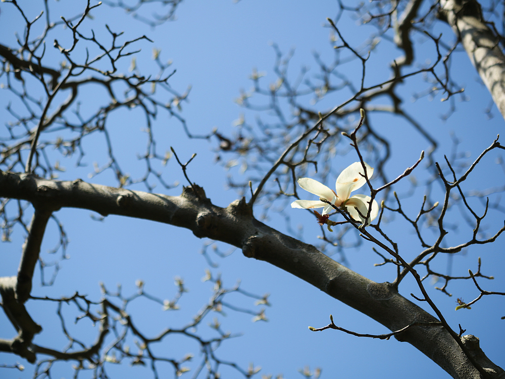 紫金庵里800年的玉兰树
