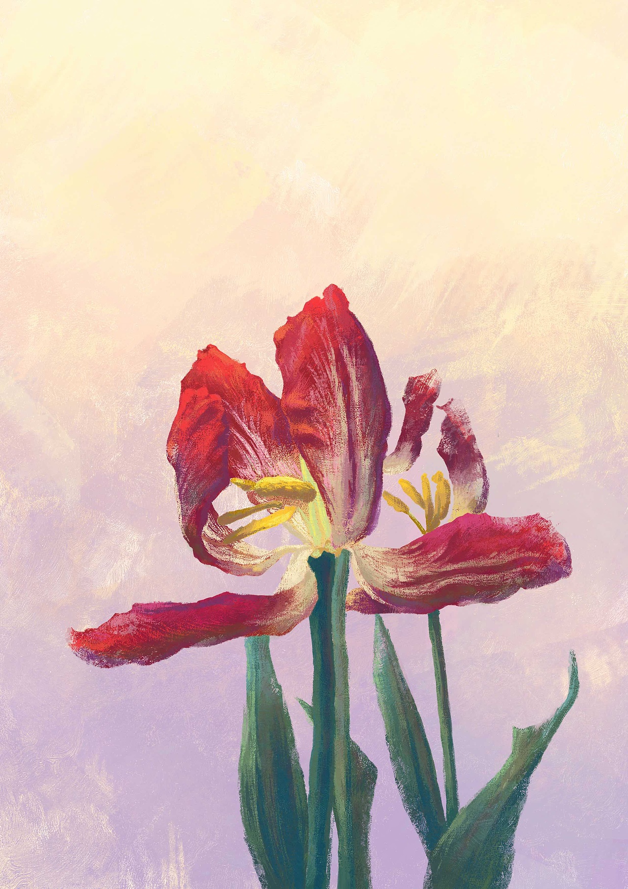 原创插画 | 红色鸢尾