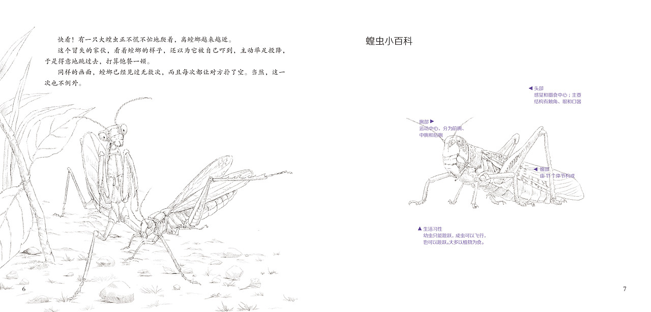 法布尔昆虫记的绘本设计