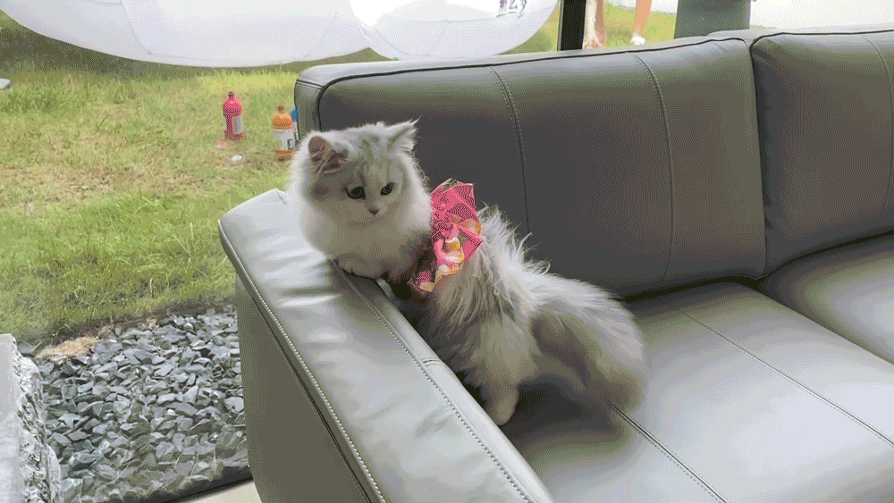 可以被乱画的猫 | 思考善待流浪动物的活动策划