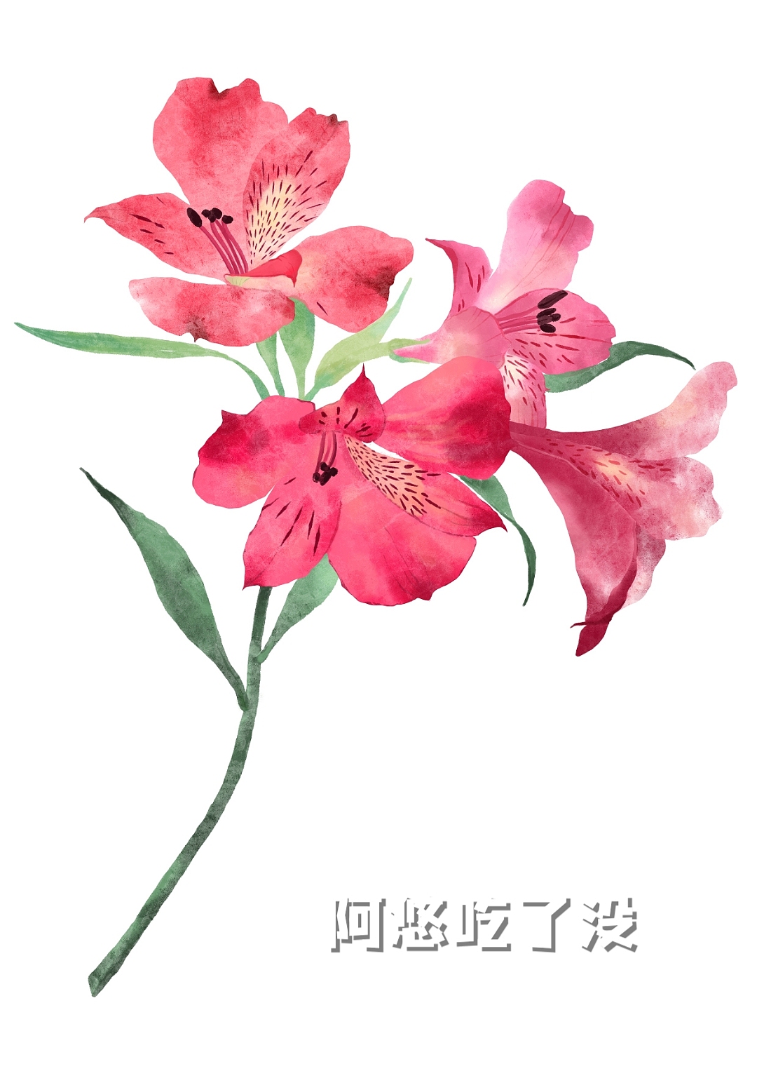 水仙百合 水彩风