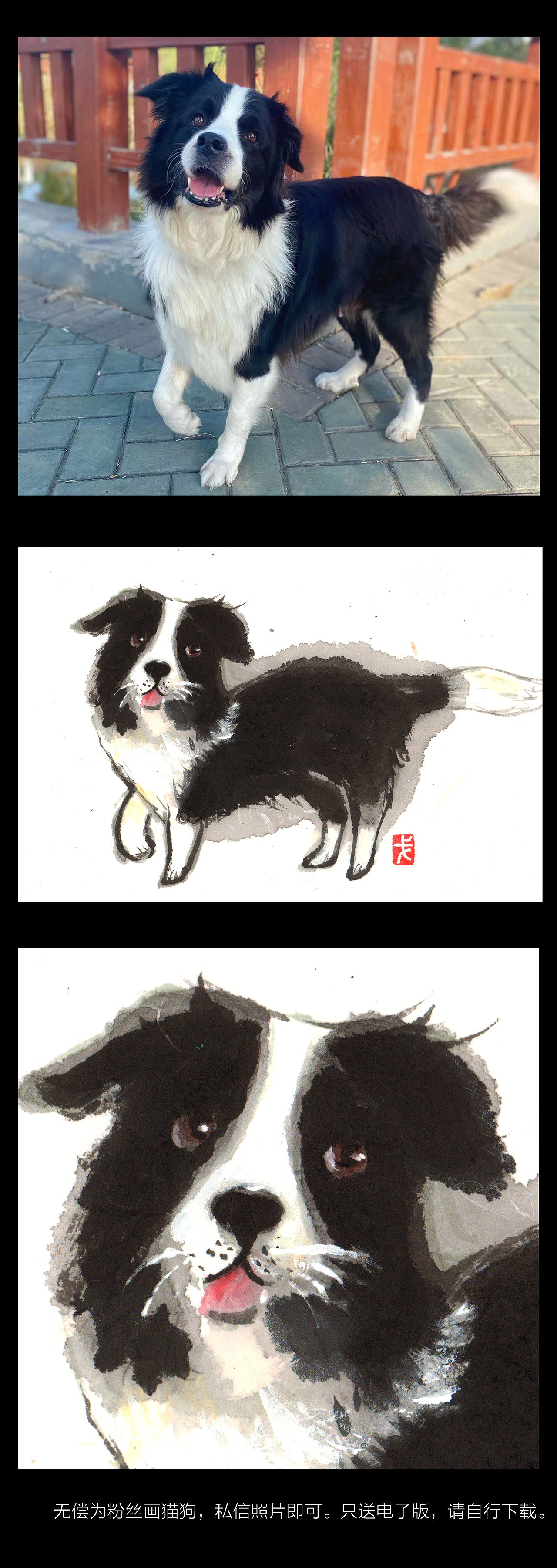 无偿为粉丝画猫狗活动,在站酷也来一波,三天截止。