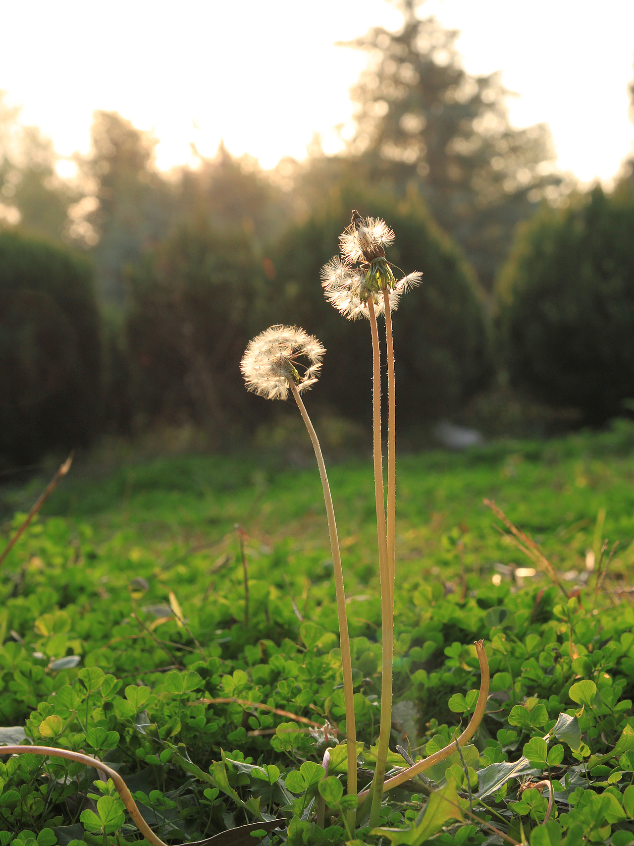 [植物] 蒲公英延续了我的梦想