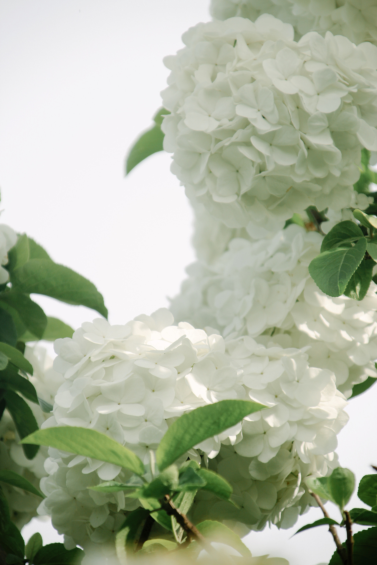 木绣球 | 苏州莲池湖生态公园