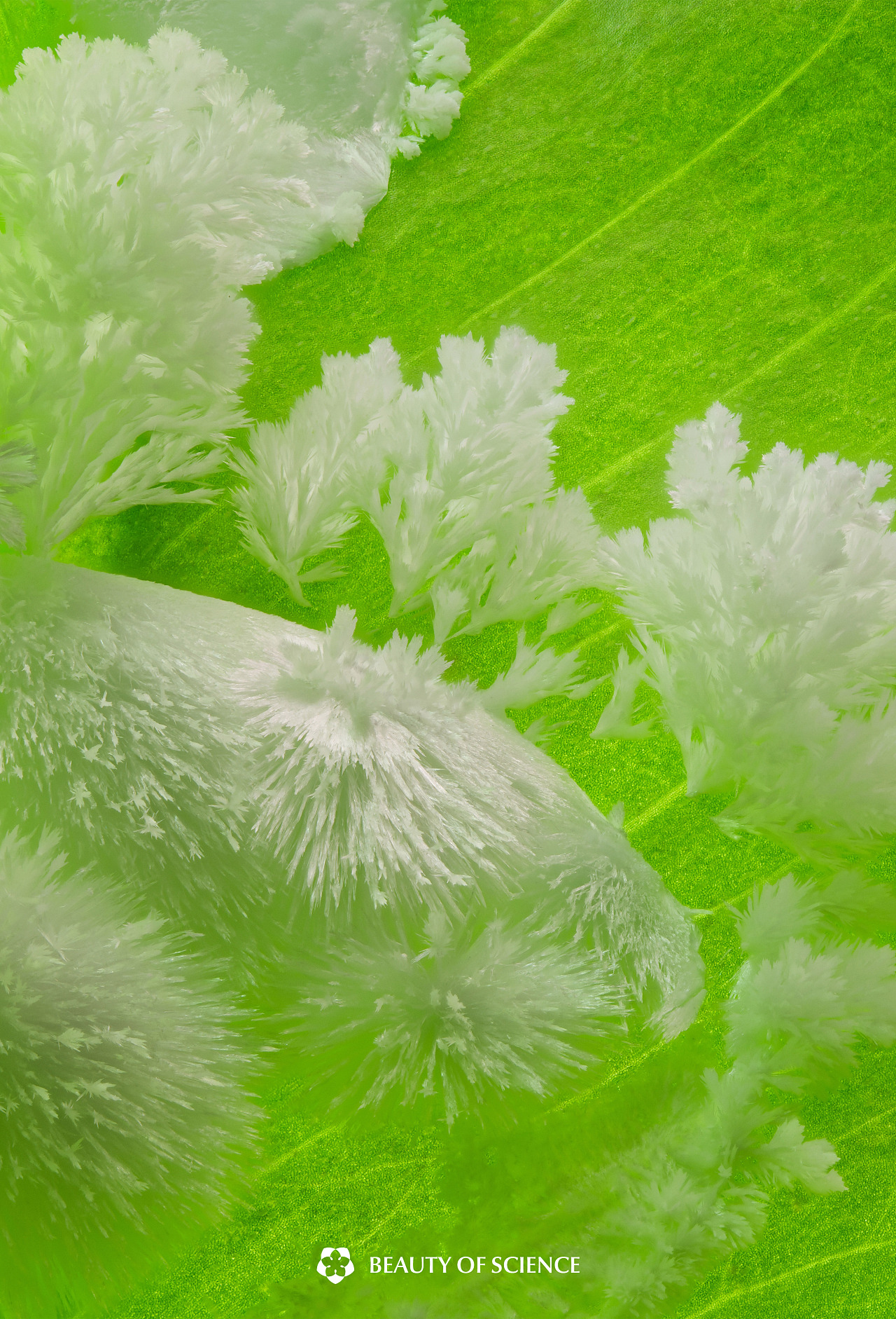 植物系列｜起伏的山丘