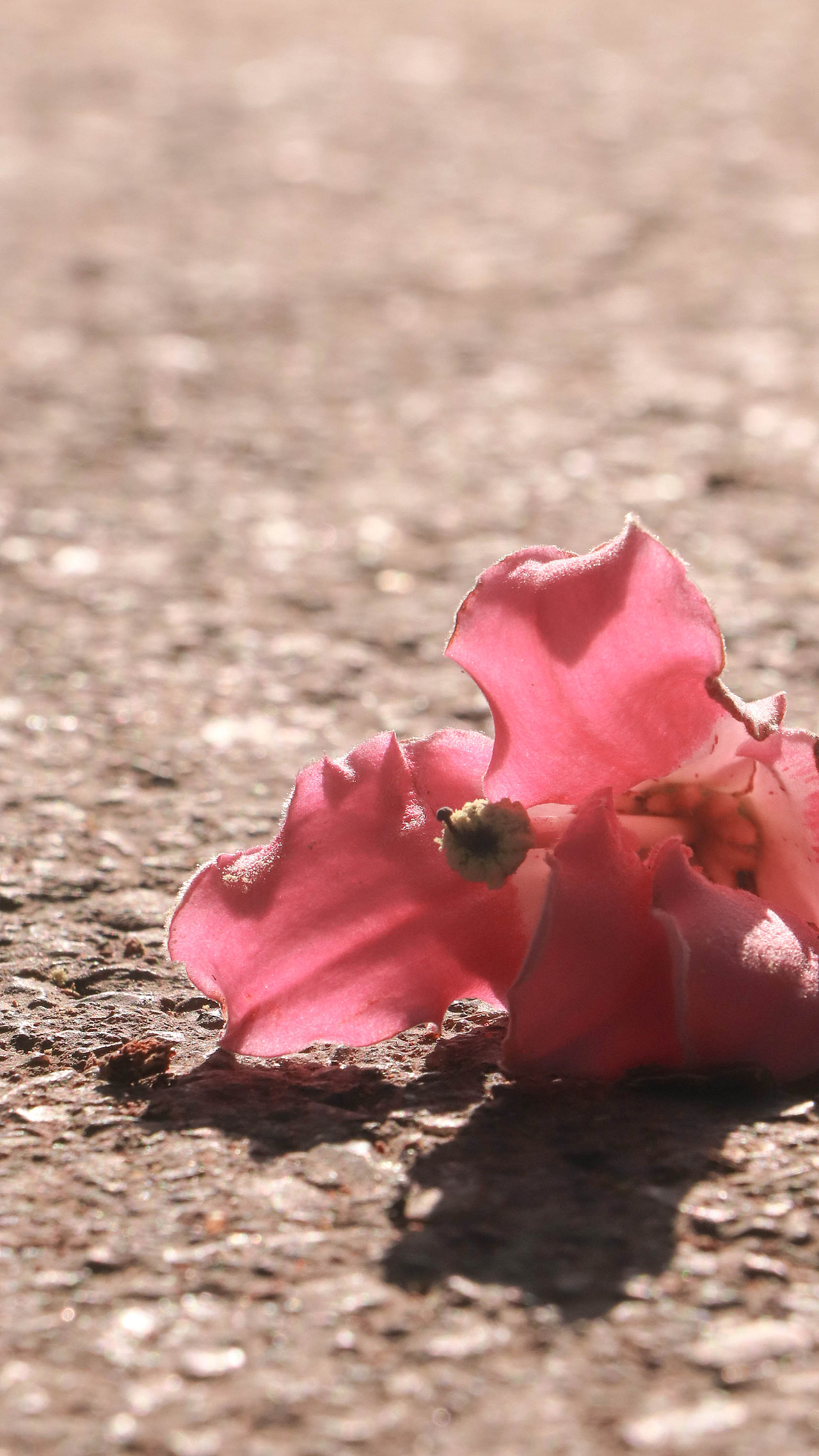 异木棉花开（图ZMzM3OTg2NzEy） - 风光摄影 - 站酷设计师林二三_原创素材 - 站酷ZCOOL