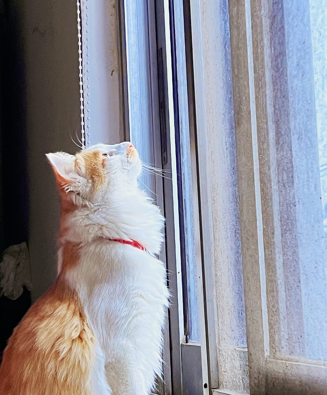 #AI创作实验室#狮子猫