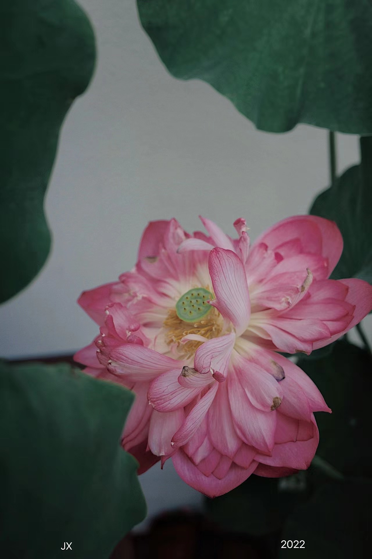 荷花不知道 自己便是夏天（图ZMzA5MDk4OTY0） - 风光摄影 - 站酷设计师木风先知原创素材 - 站酷ZCOOL