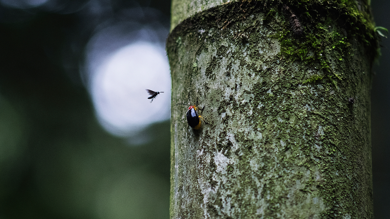 端午闲游-云栖竹径
